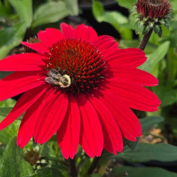 Echinacea purpurea 'SunMagic Vintage Hot Red' ~ SunMagic® Vintage Hot Red Echinacea-ServeScape