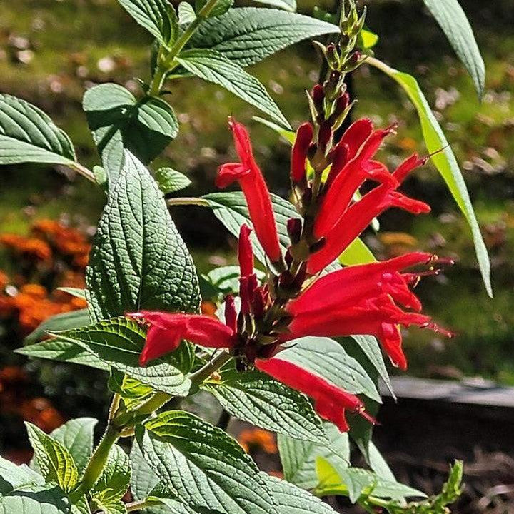 Salvia elegans ~ Pineapple Sage-ServeScape