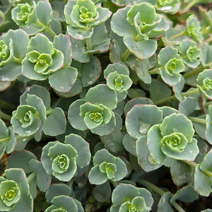 Sedum sieboldii ~ October Daphne Stonecrop-ServeScape