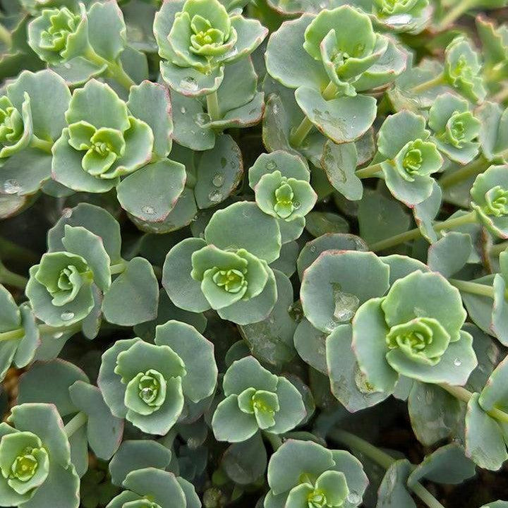 Sedum sieboldii ~ October Daphne Stonecrop-ServeScape