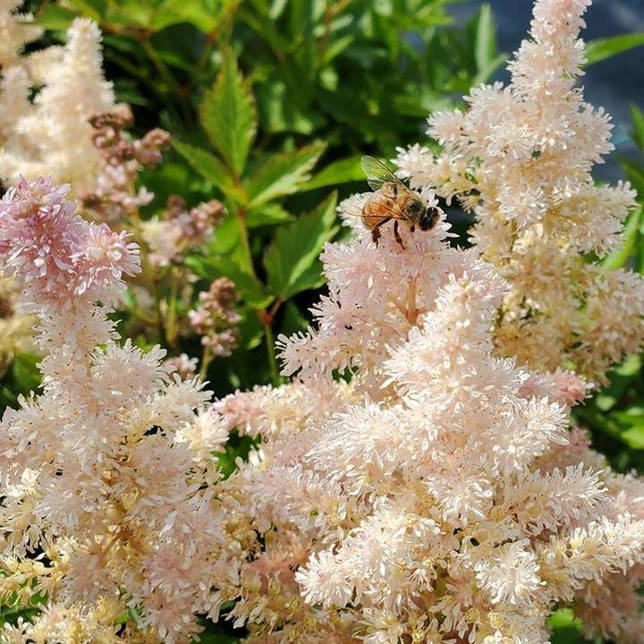 Astilbe 'Verssilvery Pink' ~ Younique™ Silvery Pink Astilbe-ServeScape