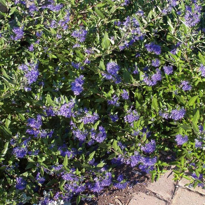Caryopteris x clandonensis 'Blauer Splatz' ~ Sapphire Surf™ Bluebeard-ServeScape