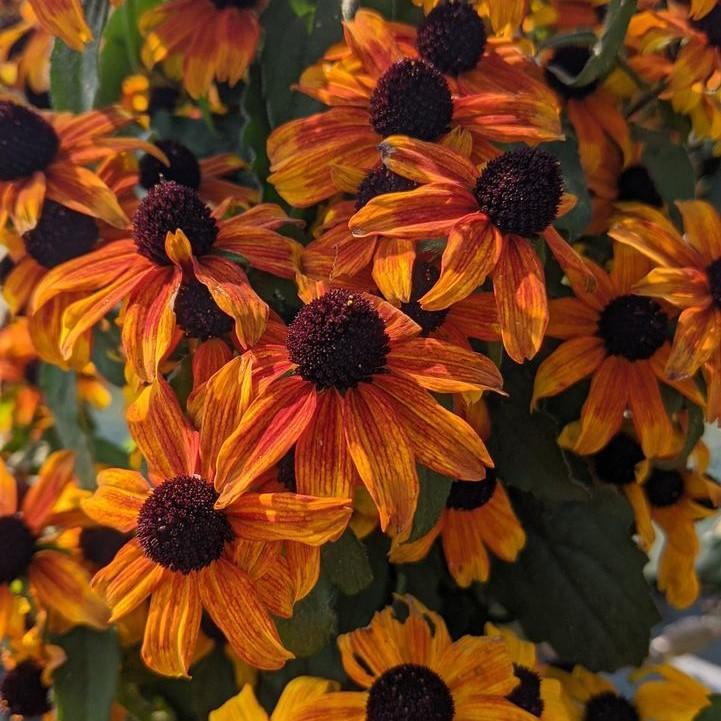 Rudbeckia triloba 'Prairie Glow' ~ Prairie Glow Coneflower-ServeScape