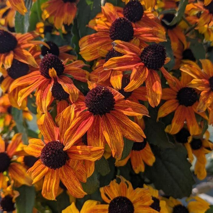 Rudbeckia triloba 'Prairie Glow' ~ Prairie Glow Coneflower-ServeScape