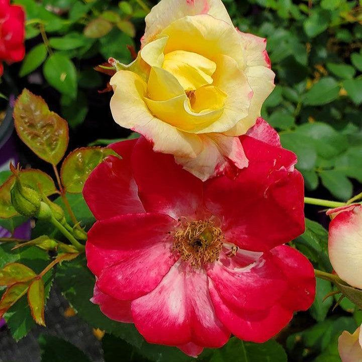 Rosa 'CA 29' ~ Campfire Rose-ServeScape