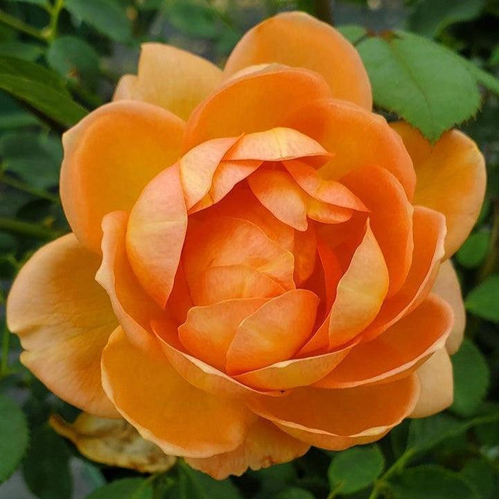 Rosa 'Ausnyson' ~ Lady of Shalott Rose-ServeScape