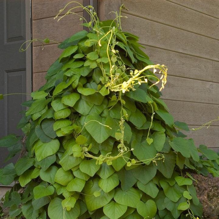 Aristolochia macrophylla ~ Dutchman's Pipe, Pipevine-ServeScape