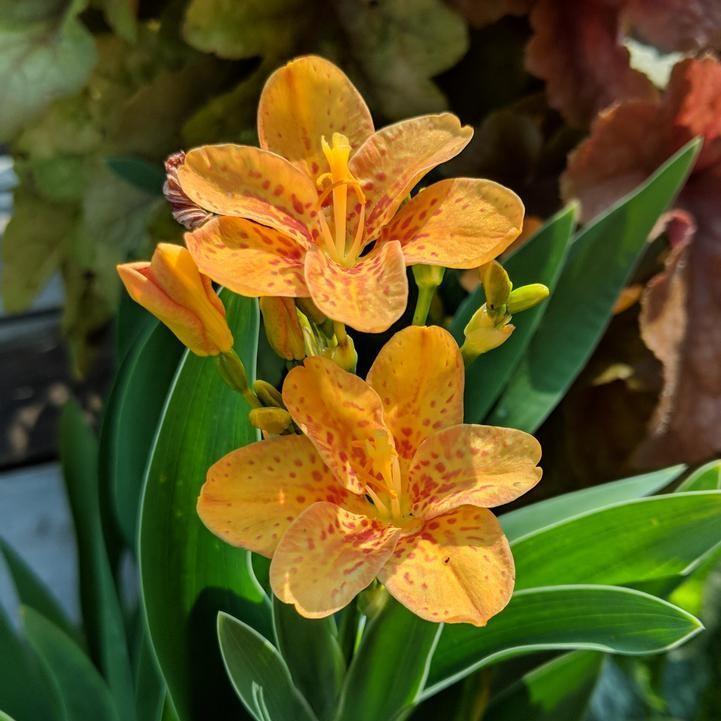 Belamcanda chinensis 'Freckle Face' ~ Freckle Face Blackberry Lily-ServeScape