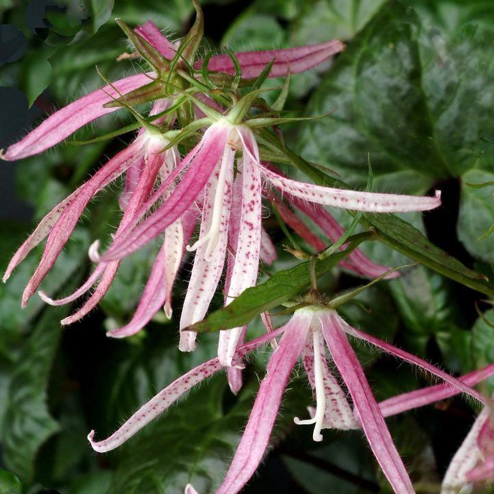 Campanula 'Pink Octopus' ~ Pink Octopus Bellflower-ServeScape