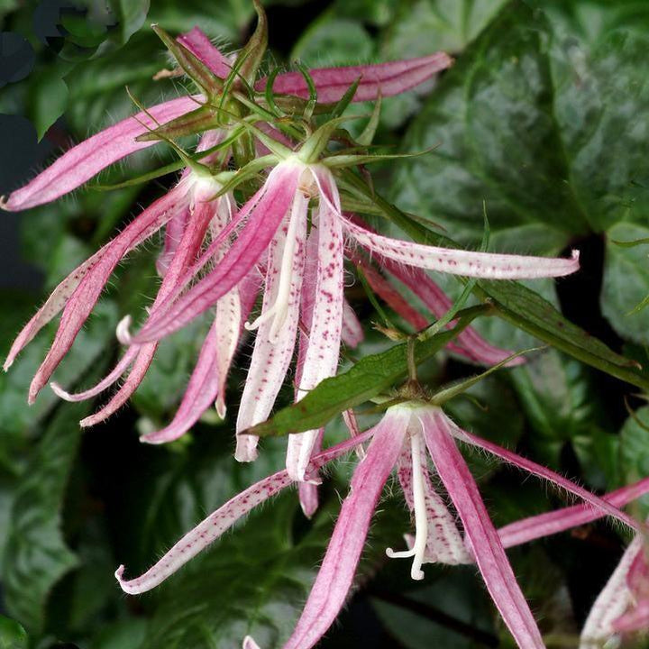 Campanula 'Pink Octopus' ~ Pink Octopus Bellflower-ServeScape