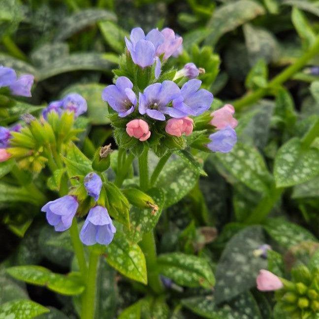 Pulmonaria 'Twinkle Toes' ~ Twinkle Toes Lungwort-ServeScape