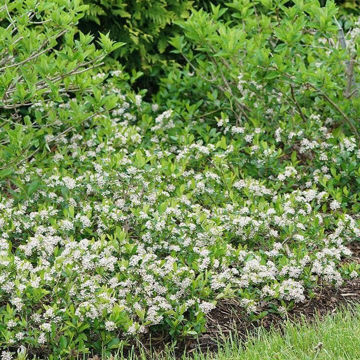 Aronia melanocarpa 'UCONNAM012' ~ PW® Ground Hug® Aronia-ServeScape