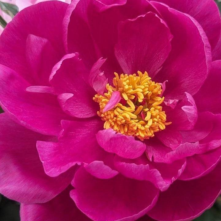Paeonia lactiflora 'Red Sarah Bernhardt' ~ Red Sarah Bernhardt Peony-ServeScape