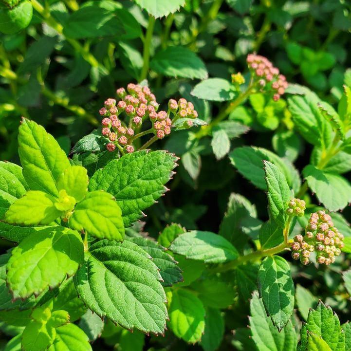 Spiraea japonica 'Odessa' ~ Bloomin' Easy® Poprocks® Petite Spirea-ServeScape