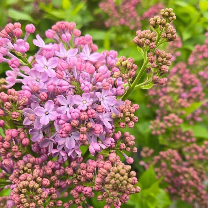 Syringa x hyacinthiflora 'SMNSHSO' ~ Scentara® Pura Lilac-ServeScape