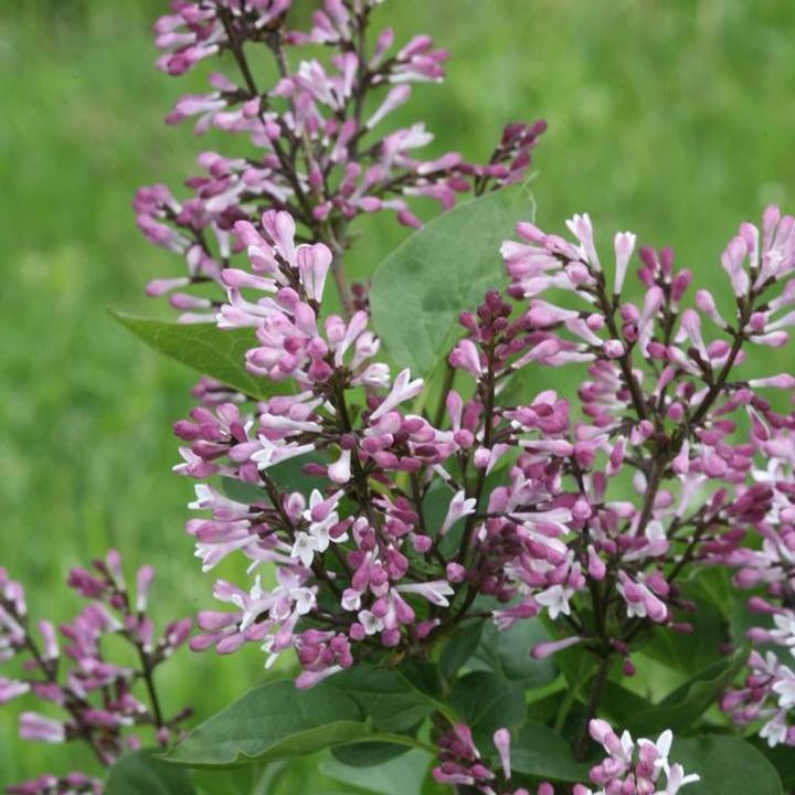 Syringa x 'SMNSDTP' ~ Baby Kim® Lilac-ServeScape