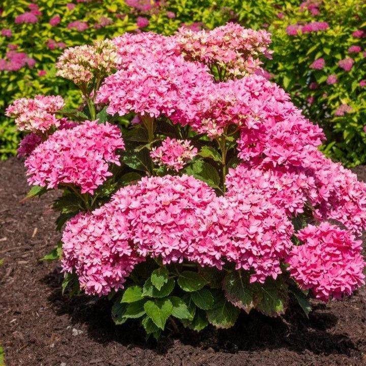 Hydrangea macrophylla ‘Hortmafarfa’ PP32,164 ~ Starfield™ Hydrangea-ServeScape