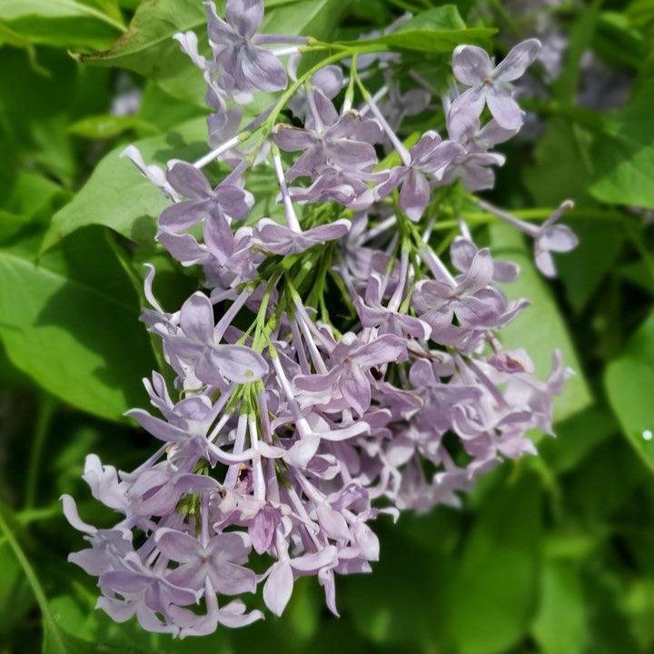 Syringa vulgaris 'G13099' ~ New Age™ Lavender Lilac-ServeScape