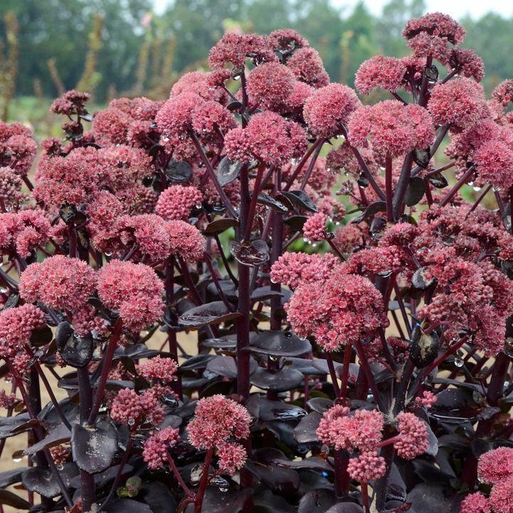 Sedum 'Night Embers' ~ Night Embers Stonecrop-ServeScape