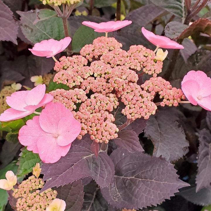 Hydrangea serrata 'JPD01' ~ Pink Dynamo™ Hydrangea-ServeScape