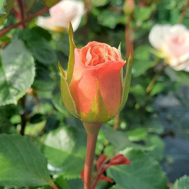 Rosa 'Ausearnshaw' ~ Emily Bronte Rose-ServeScape