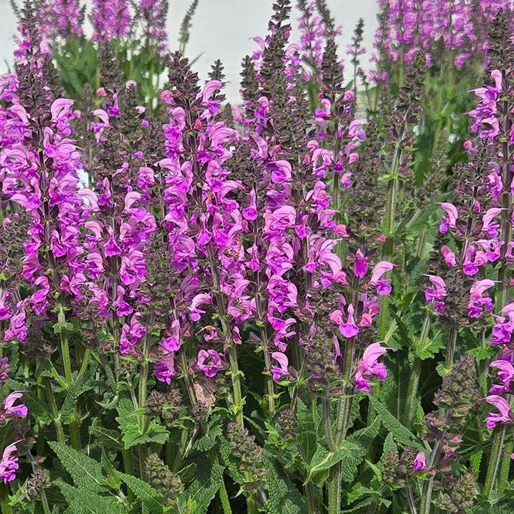 Salvia 'Back to the Fuchsia' ~ Color Spires® Back to the Fuchsia Salvia-ServeScape