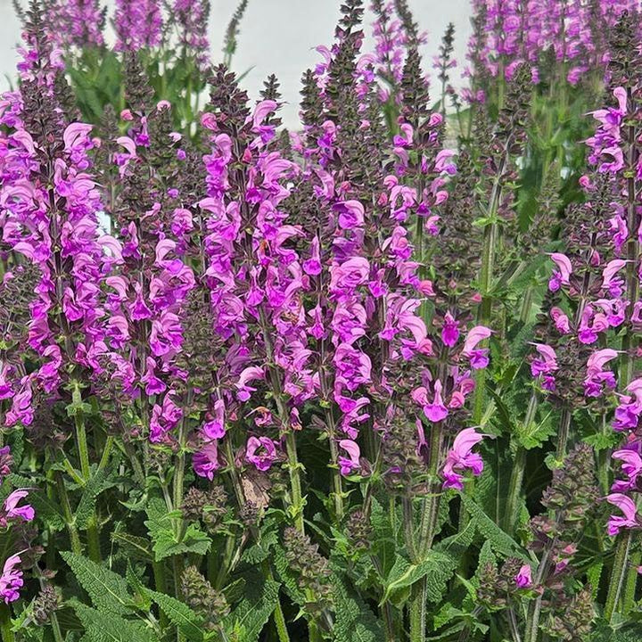 Salvia 'Back to the Fuchsia' ~ Color Spires® Back to the Fuchsia Salvia-ServeScape