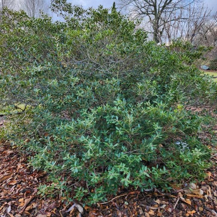 Ilex glabra 'Alexander' ~ Forever Emerald™ Inkberry-ServeScape