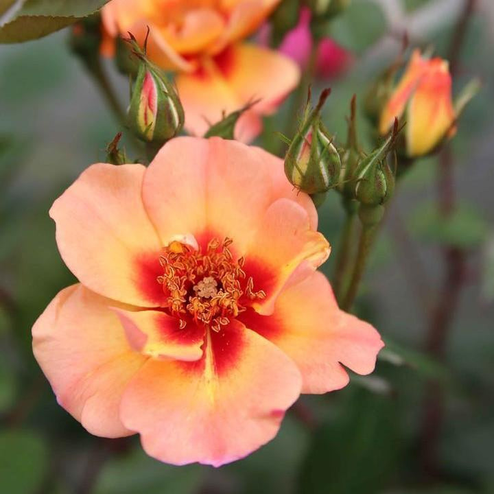 Rosa x 'Noa813219' ~ Flower Carpet® Peach Rose-ServeScape