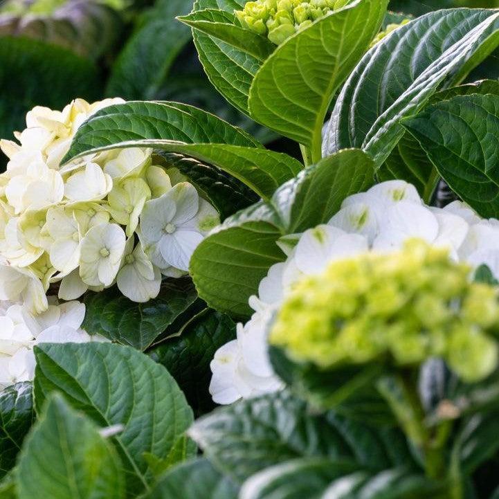 Hydrangea macrophylla 'Hokomagrito‘ ~ Bloomin' Easy® Grin and Tonic™ Hydrangea-ServeScape