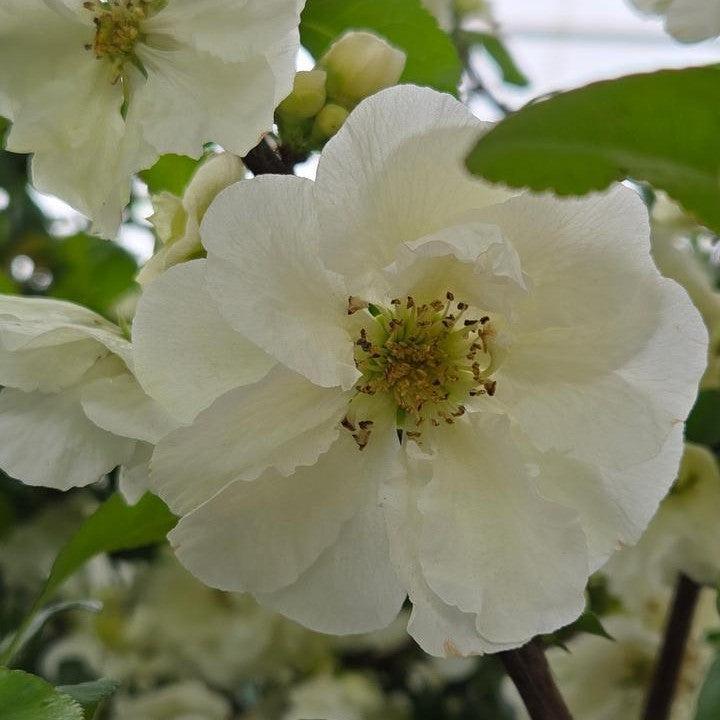 Chaenomeles speciosa 'SMNCSDW' PP35018 ~ PW® Double Take™ Eternal White® Flowering Quince-ServeScape