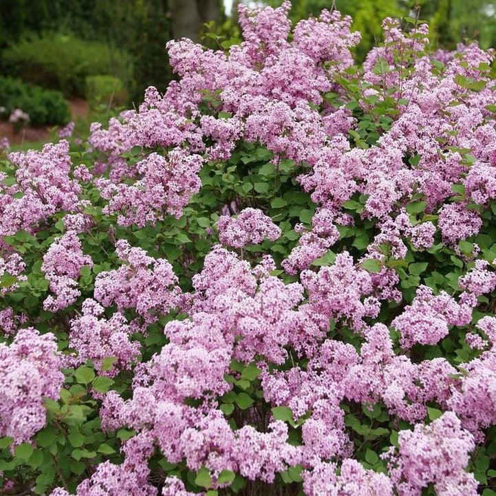 Syringa x 'SMNSPTP' ~ Bloomerang® Purpink Lilac-ServeScape