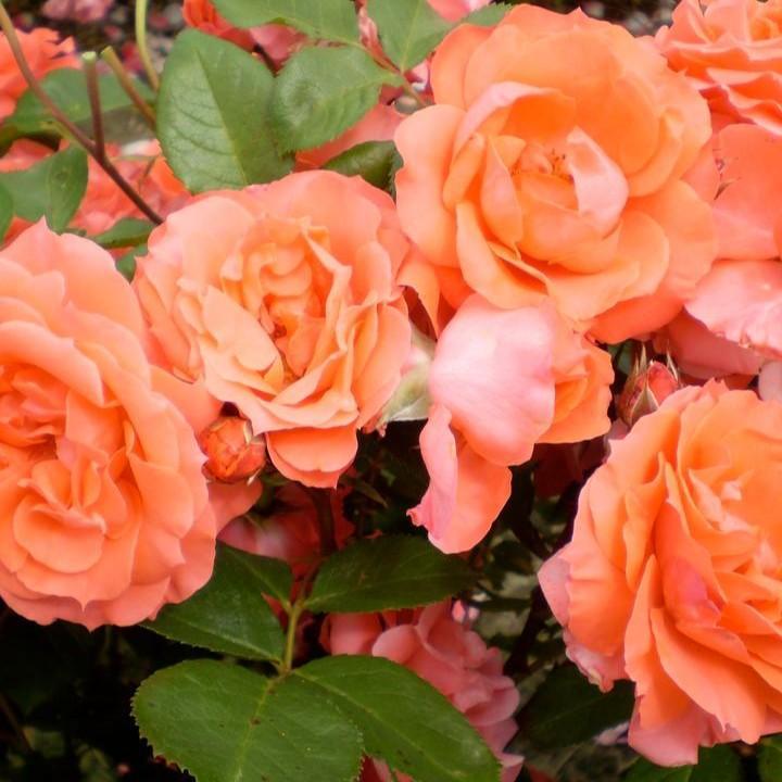 Rosa 'BAIdre' ~ First Editions® Patriot Dream Rose-ServeScape