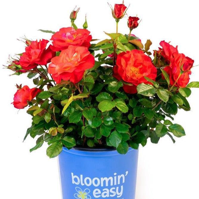 Rosa 'VLR13003' ~ Bloomin' Easy® Cinnamon Hearts™ Rose-ServeScape