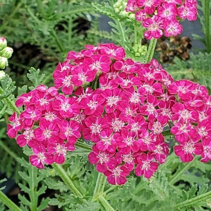 Achillea ’Firefly Fuchsia’ ~ PW® Firefly Fuchsia Yarrow-ServeScape