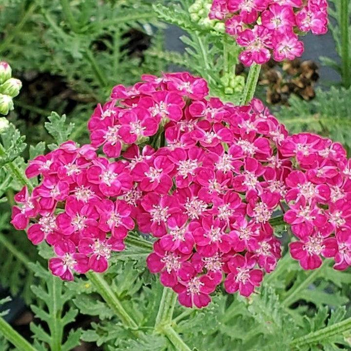Achillea ’Firefly Fuchsia’ ~ PW® Firefly Fuchsia Yarrow-ServeScape