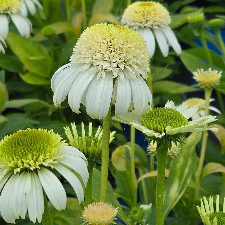 Echinacea purpurea 'Holtvadri831' ~ Vanilla Drip™ Echinacea-ServeScape