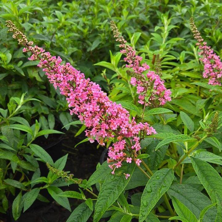 Buddleia davidii 'Bailbudone' ~ First Editions® Trippy Pink® Butterfly Bush-ServeScape