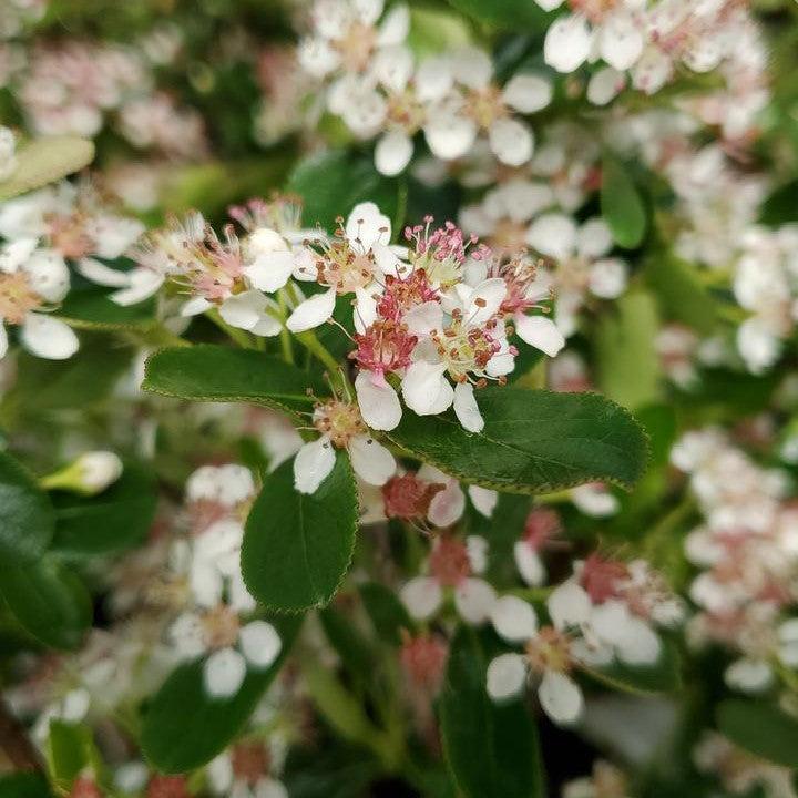 Aronia melanocarpa 'UCONNAM012' ~ PW® Ground Hug® Aronia-ServeScape