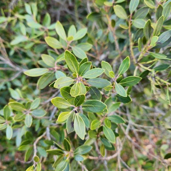 Ilex glabra 'Alexander' ~ Forever Emerald™ Inkberry-ServeScape