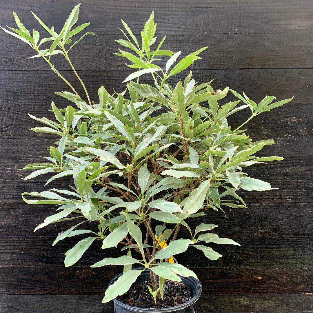 Illicium floridanum 'Grey Ghost' ~ Grey Ghost Anise-ServeScape