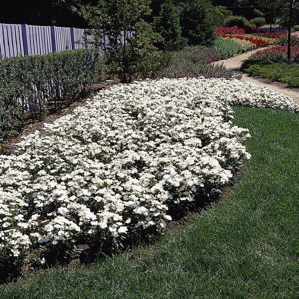 Dianthus chinensis x barbatus 'PAS96834' ~ Floral Lace™ White Dianthus-ServeScape