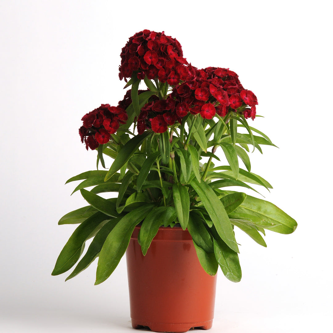 Dianthus barbatus 'PAS889166' ~ Dash™ Crimson Dianthus-ServeScape