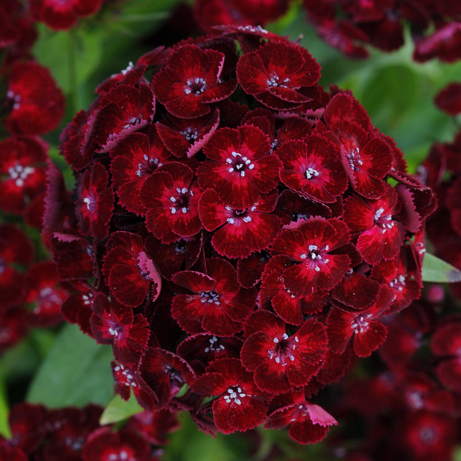 Dianthus barbatus 'PAS889166' ~ Dash™ Crimson Dianthus-ServeScape