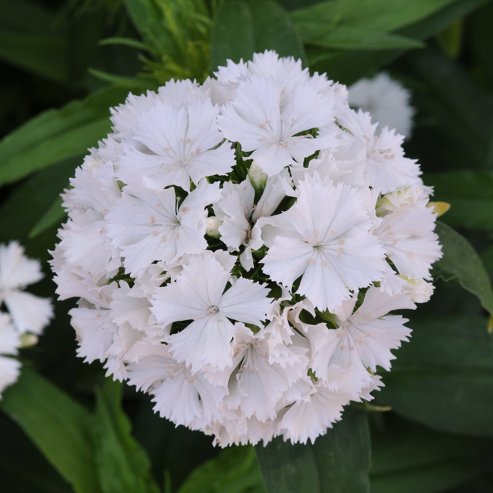 Dianthus barbatus 'PAS951119' ~ Dash™ White Dianthus-ServeScape