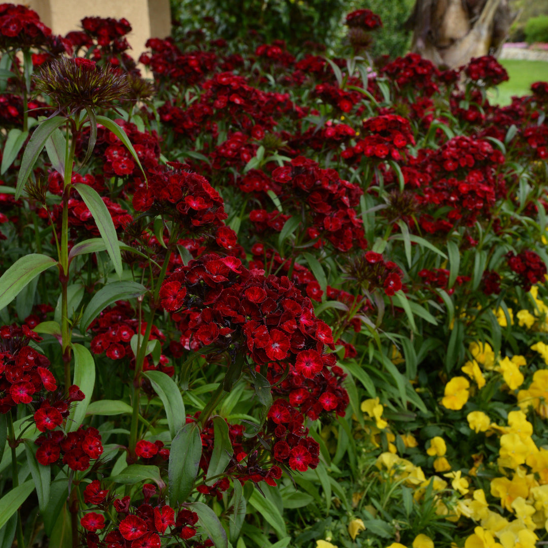 Dianthus barbatus 'PAS889166' ~ Dash™ Crimson Dianthus-ServeScape