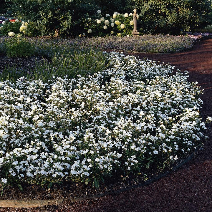 Dianthus chinensis x barbatus 'PAS96834' ~ Floral Lace™ White Dianthus-ServeScape