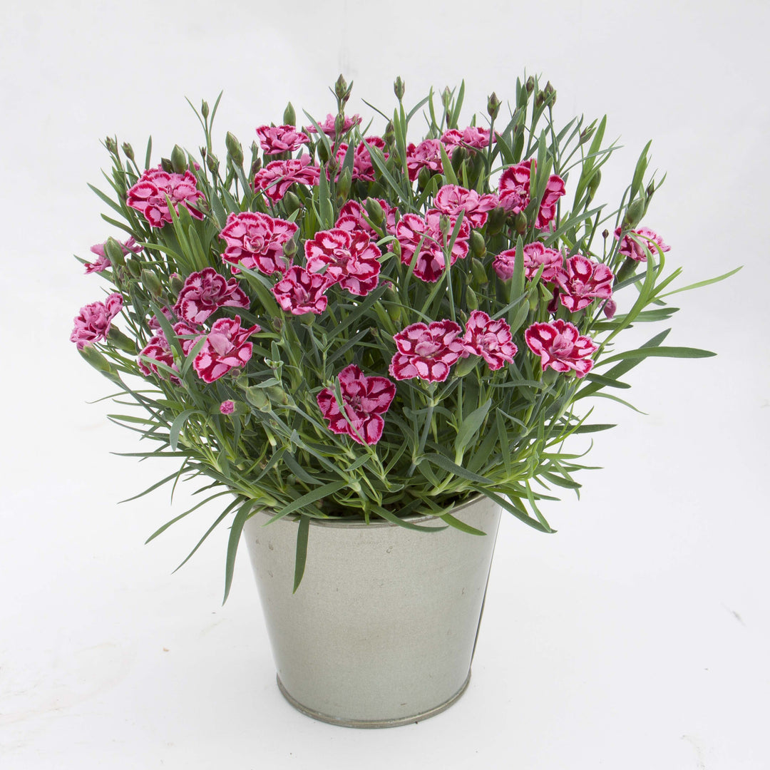 Dianthus x 'KLEDG15176' ~ EverLast™ Red + Pink Dianthus-ServeScape