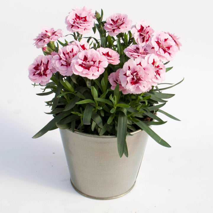 Dianthus caryophyllus 'KLEDP18090' ~ Oscar® Purple Star Dianthus-ServeScape