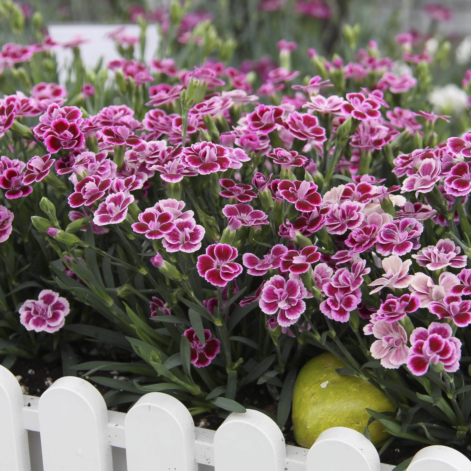 Dianthus x 'KLEDG12163' ~ Pink Kisses® Dianthus-ServeScape